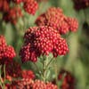 Duizendblad (Achillea millefolium 'Red Velvet')