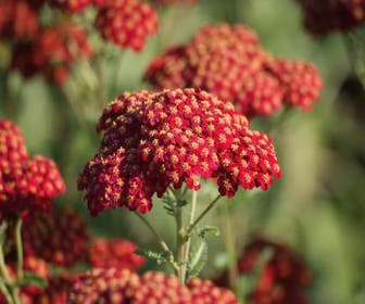 Duizendblad (Achillea millefolium 'Red Velvet') BIO
