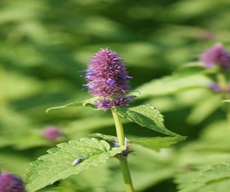 Dropplant (Agastache foeniculum) BIO