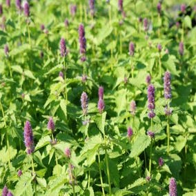 Dropplant (Agastache foeniculum) BIO