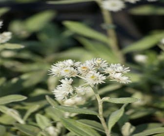 Siberische edelweiss (Anaphalis triplinervis)
