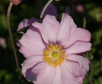 Anemoon (Anemone 'Konigin Charlotte')