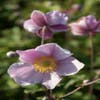 Anemoon (Anemone tomentosa 'Robustissima')