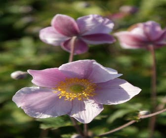 Anemoon (Anemone tomentosa 'Robustissima')