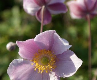 Anemoon (Anemone tomentosa 'Robustissima')