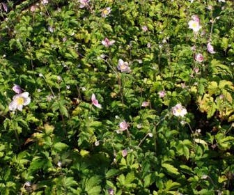 Anemoon (Anemone tomentosa 'Robustissima') BIO