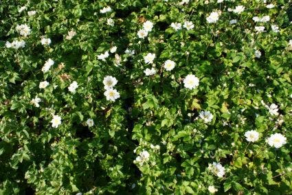 Anemone hybrida 'Whirlwind'