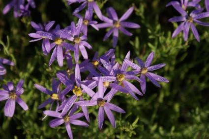Kussens aster
