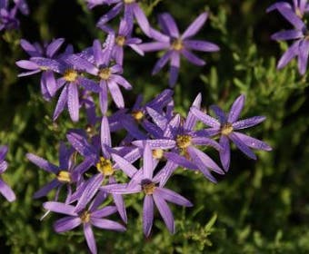 Aster (Aster sedifolius Nanus)