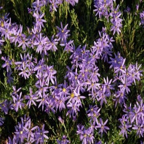 Aster (Aster sedifolius Nanus)
