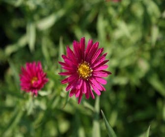 Aster (Aster novi-belgii 'Winston Churchill')