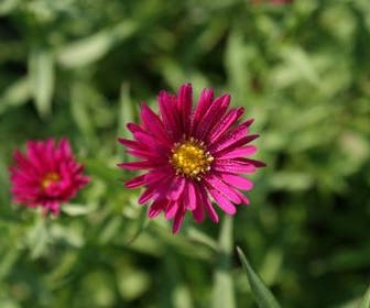 Aster (Aster novi-belgii 'Winston Churchill')