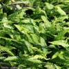 Dubbelloofvaren (Blechnum spicant) BIO