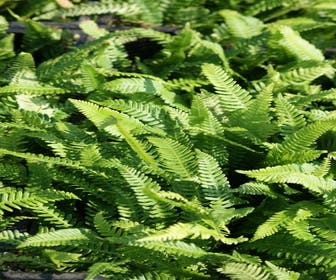 Dubbelloofvaren (Blechnum spicant) BIO