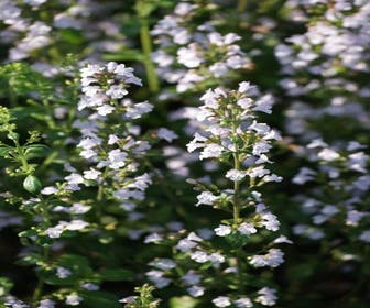 Steentijm (Calamintha nepeta nepeta)