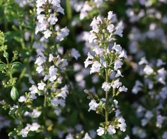Steentijm (Calamintha nepeta nepeta)