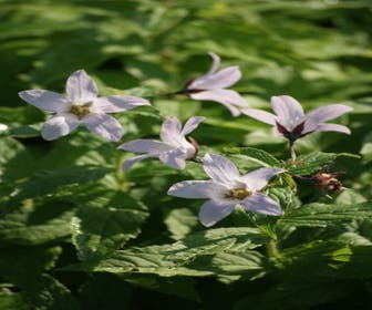 Klokje (Campanula lactiflora 'Loddon Anna')