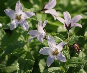 Klokje (Campanula lactiflora 'Loddon Anna')