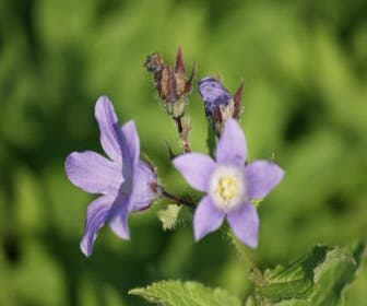 Klokje (Campanula lactiflora 'Prichard's Variety')