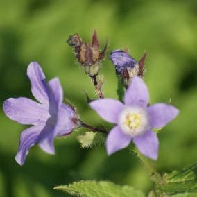 Klokje (Campanula lactiflora 'Prichard's Variety')