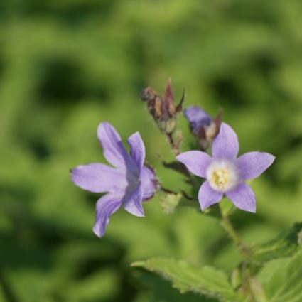 Klokje (Campanula lactiflora 'Prichard's Variety')
