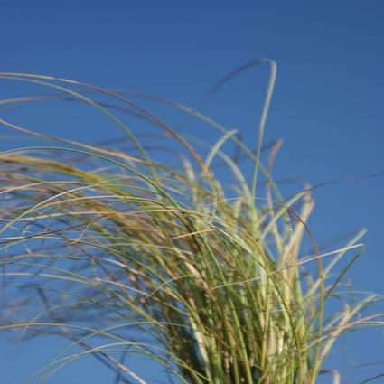 Zegge (Carex 