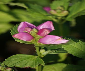 Schildpadbloem (Chelone obliqua) BIO