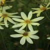 Meisjesogen (Coreopsis verticillata 'Moonbeam')