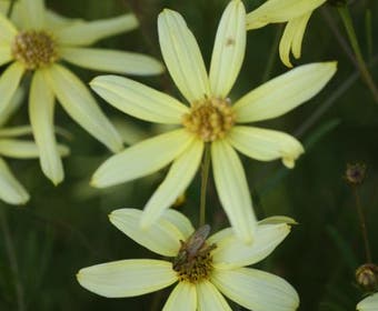 Meisjesogen (Coreopsis verticillata 'Moonbeam')