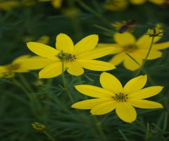 Meisjesogen (Coreopsis verticillata)