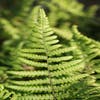 Kamvaren (Dryopteris cristata)