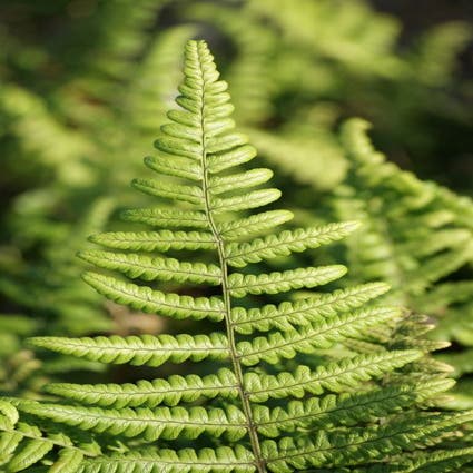 Dryopteris filix-mas 'Crispa Cristata'