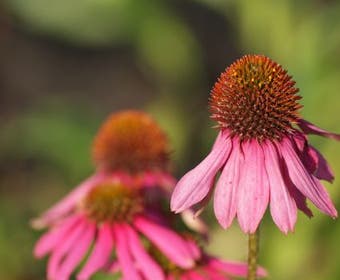 Zonnehoed (Echinacea purpurea 'Kim's Knee High')