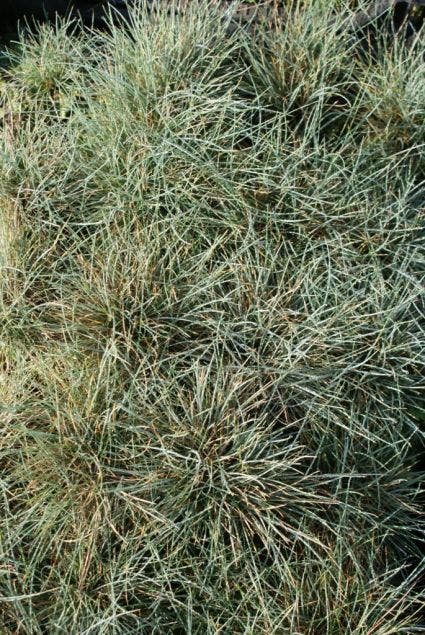 Blauw schapengras