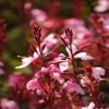 Prachtkaars (Gaura lindheimeri 'Cherry Brandy')