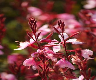 Prachtkaars (Gaura lindheimeri 'Cherry Brandy')