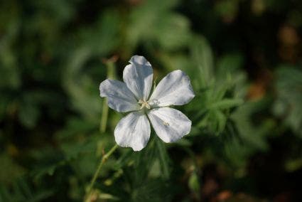 Witte bloedooievaarsbek