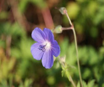 Ooievaarsbek (Geranium 'Brookside')