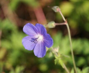 Ooievaarsbek (Geranium 'Brookside')