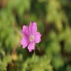 Ooievaarsbek (Geranium oxonianum 'Claridge Druce')