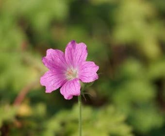Ooievaarsbek (Geranium oxonianum 'Claridge Druce')