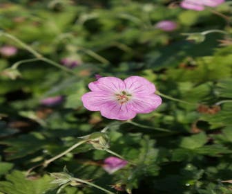 Ooievaarsbek (Geranium riversleaianum 'Mavis Simpson')