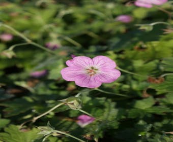 Ooievaarsbek (Geranium riversleaianum 'Mavis Simpson')