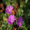 Ooievaarsbek (Geranium sanguineum 'Max Frei')