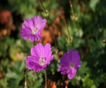 Ooievaarsbek (Geranium sanguineum 'Max Frei')