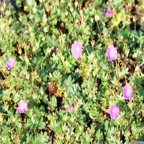 Geranium sanguineum 'Max Frei'