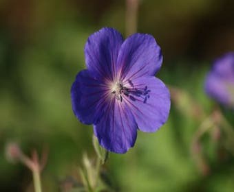 Ooievaarsbek (Geranium 'Orion')