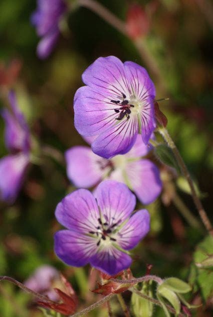 Geranium