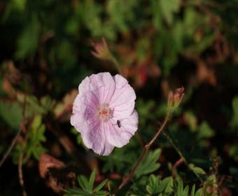 Ooievaarsbek (Geranium sanguineum striatum )
