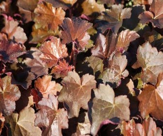 Purperklokje (Heuchera micrantha 'Palace Purple')